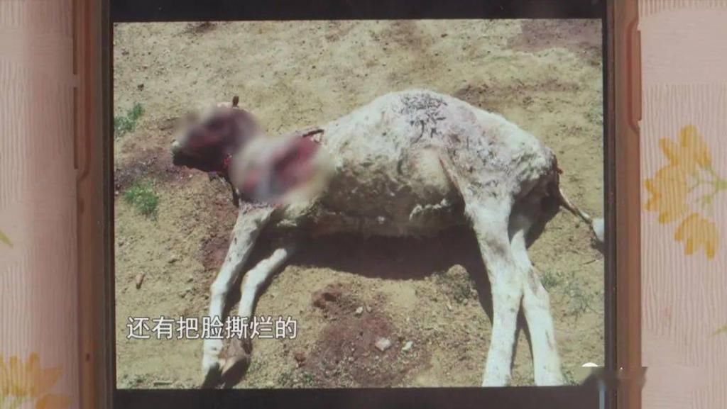  野生|内蒙一地，野生群狐深夜入羊圈，咬死27只羊！