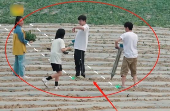  张子枫|《向往4》被怀疑作秀？镜头扫过张子枫，是不是真干活一目了然