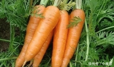  不吃|买胡萝卜时，遇到这“3种”请选择避开，商贩自己都不吃，你还买