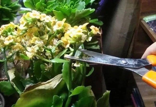 复花|室内盆栽长寿花开花指南，光照比肥料还重要，想要复花要学会修剪