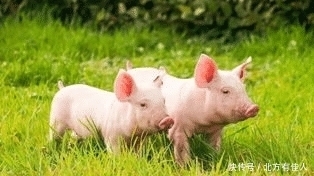 大富大贵|大金猪:最近半年成为人生大赢家,横财天天有,注定大富大贵