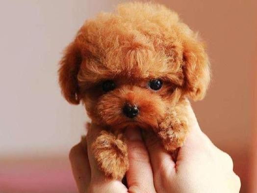 人养|国内8种超多人养的网红狗狗，你家狗狗在其中吗？容易养吗？