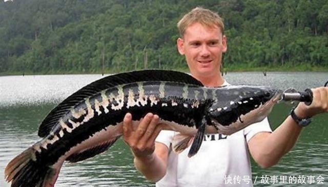 鲤鱼|都说亚洲鲤鱼的入侵让美国很头疼, 但它的入侵才是让美国人最心塞