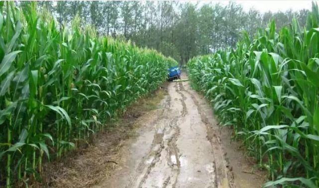  玉米地|东明老家玉米地里看到的一幕，令人......