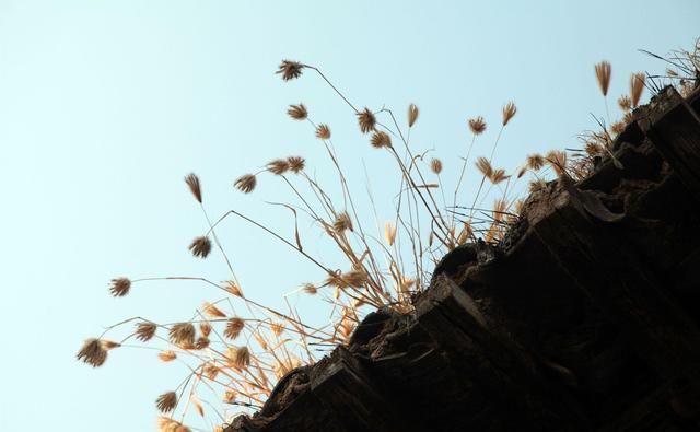  能忍|工作中，那些混得风生水起的人，往往都是墙头草！