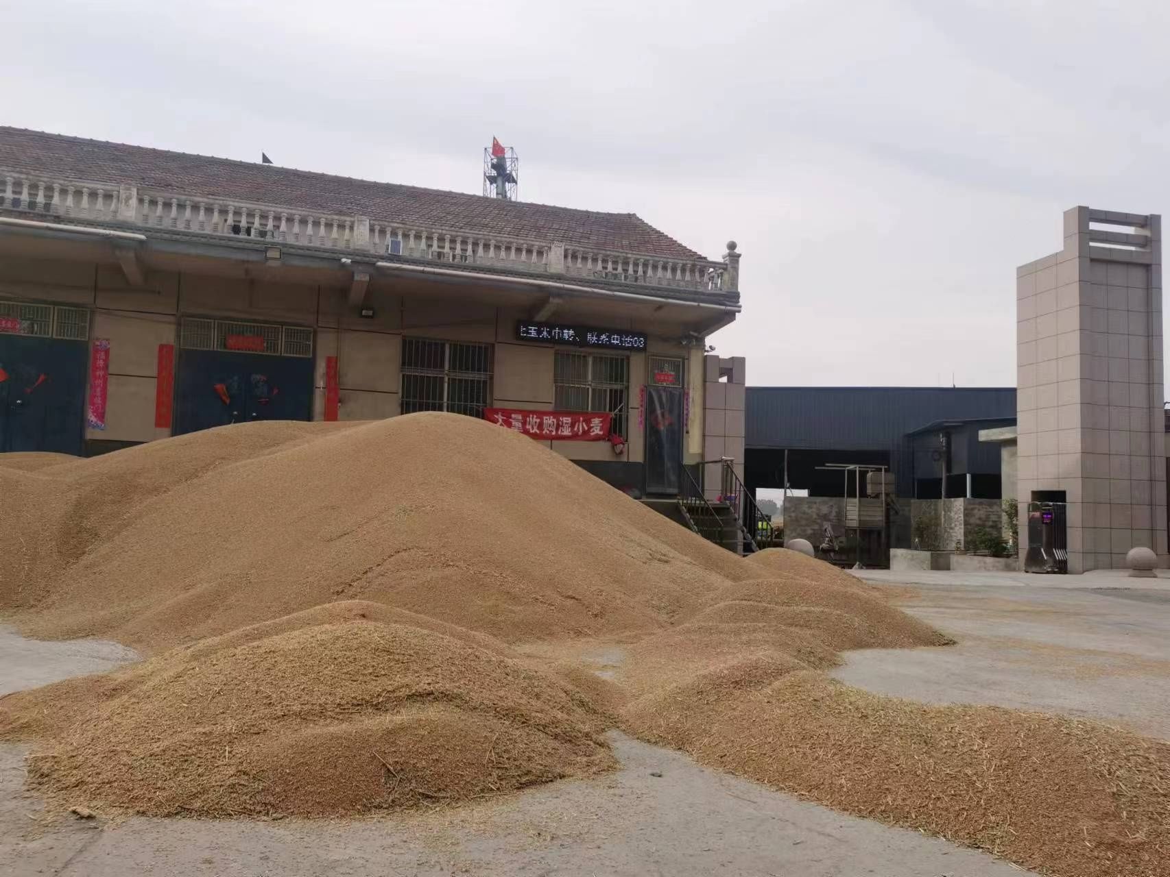 夏粮收购正进行，粮食收购商：今年小麦质量差别大，不好定价，5分钱都算大波动