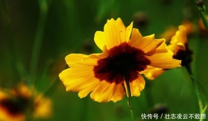 生肖|9月开始赚钱多多,事业勇攀巅峰,四季平安的四大生肖