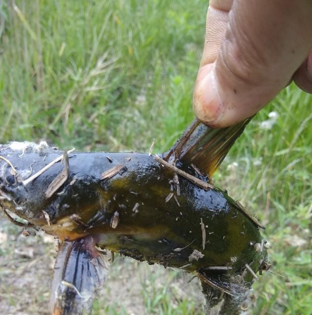  脱钩跑鱼|野钓时连续跑鱼，有哪些原因，浅谈一下个人见解