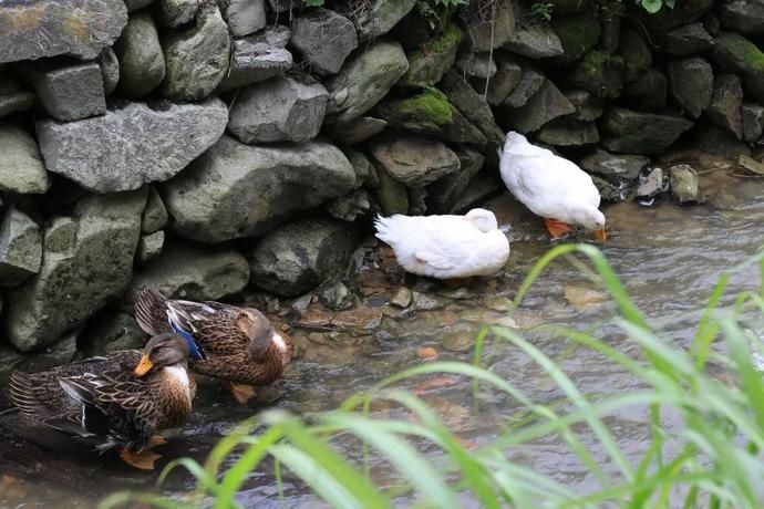  黄岗|村光灿烂 | 如果认识陶渊明，我一定让他到黄岗来。