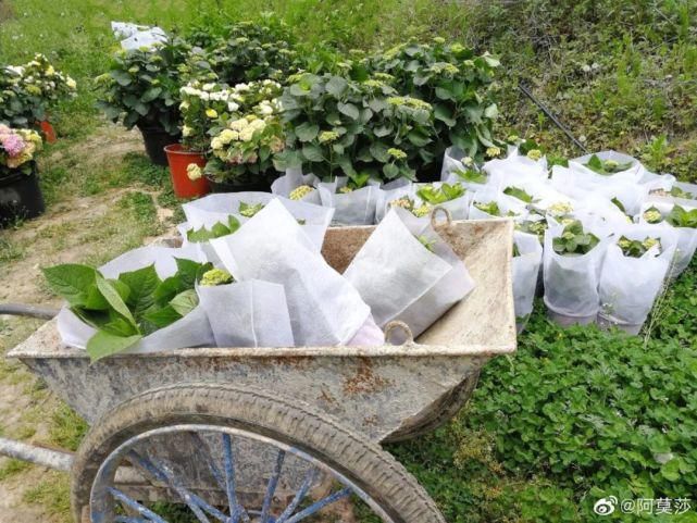  李子|她用3年时间爆改老宅，把荒地变花海：原来除了李子柒，我们还有另一种田园牧歌