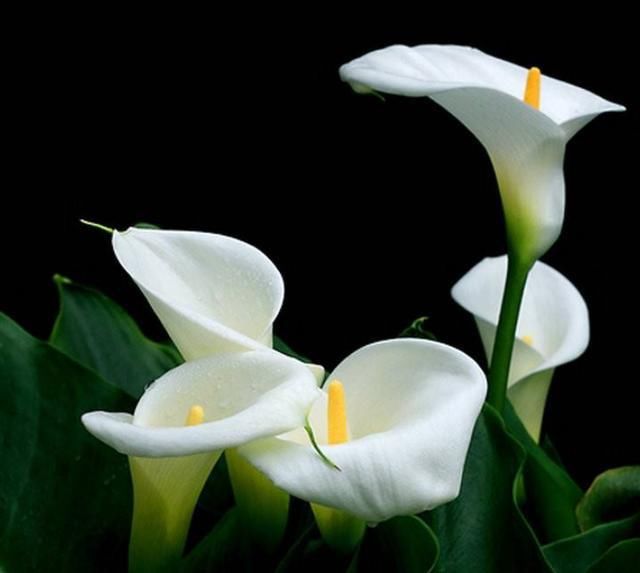  喝茶|“过得好坏，一看就知”：日子过得好的人，喜欢做四件不起眼的事