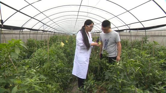 物保护研究|智汇田园 | 辣椒病虫害防治