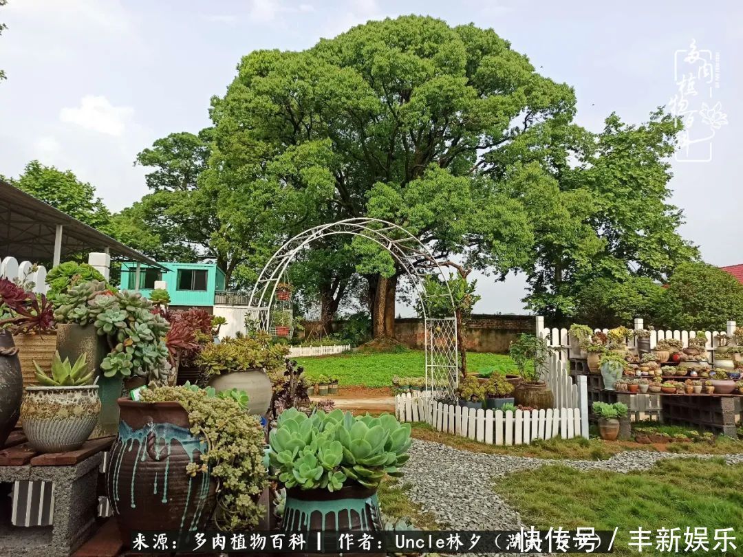  泡一壶|多肉庭院慢生活种一片多肉，喝一杯果酒，泡一壶清茶！