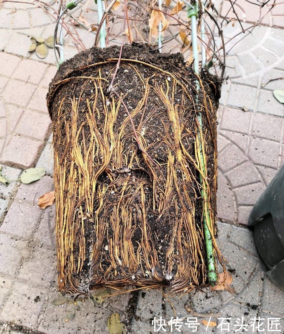 元缓释肥|会养花的人,在秋天必备“4种”肥料,适用所有花卉