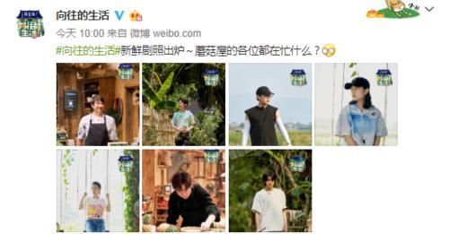 蘑菇|网红和艺人有何区别?薇娅来蘑菇屋,黄磊和何炅的接待已说明一切