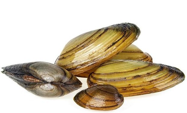 河蚌|农村河沟里的河蚌能吃吗遇到了请珍惜，它们的作用不可小觑