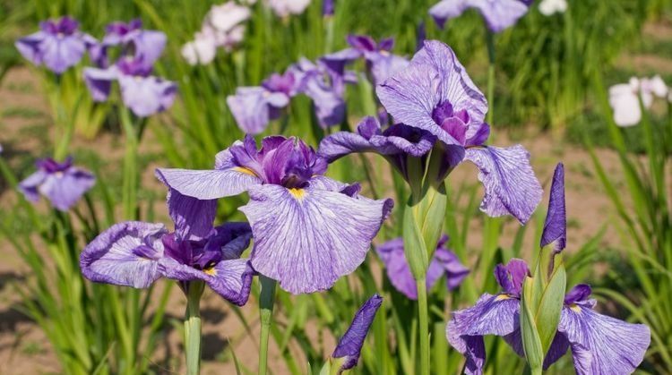 爱情|近期开始桃花运势不可挡, 邂逅良人, 定能收获好爱情的4大生肖