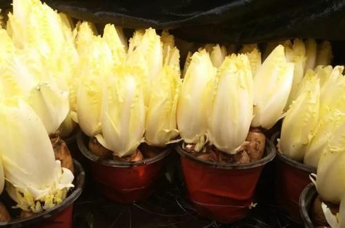  看上去|从欧洲引进的贵族白菜，价格比牛肉还贵，盆栽1框60天就能收获