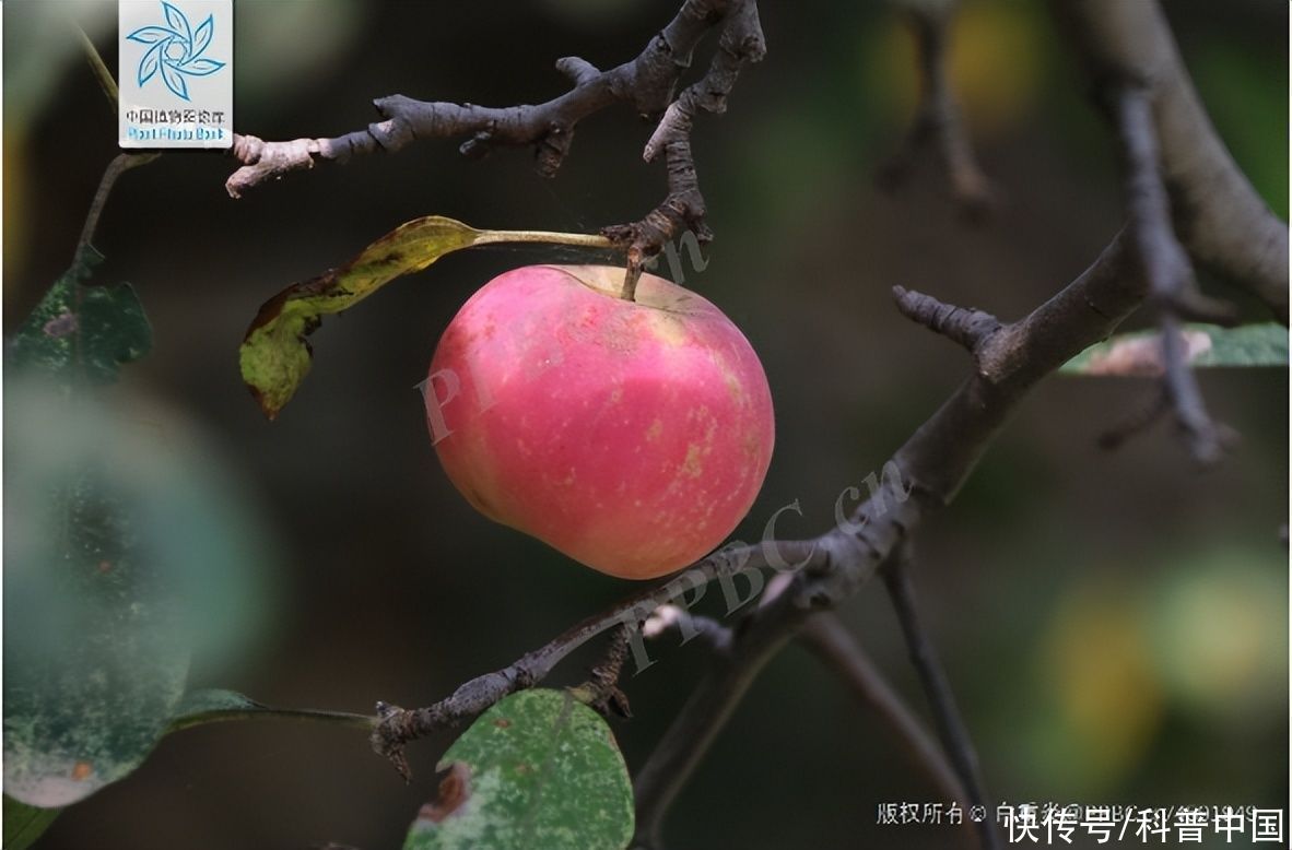 封神姬发是好的是坏的(《封神》里的姬发能吃到苹果吗？看完你就知道了！)