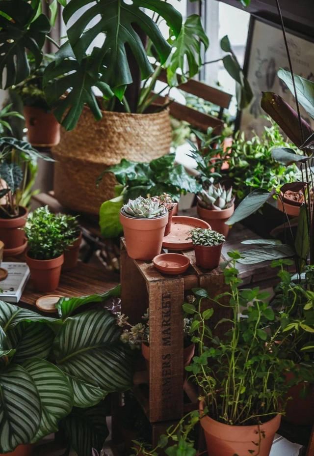  吊钟|她们的家，美得很让人种草