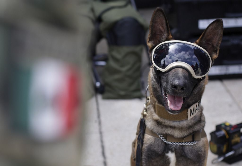 墨西哥搜救犬殉职  土耳其赠犬表感激