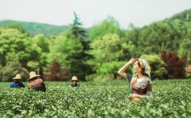 价格昂贵|怎样的茶才算是好茶，价格昂贵的茶就一定是好茶吗？