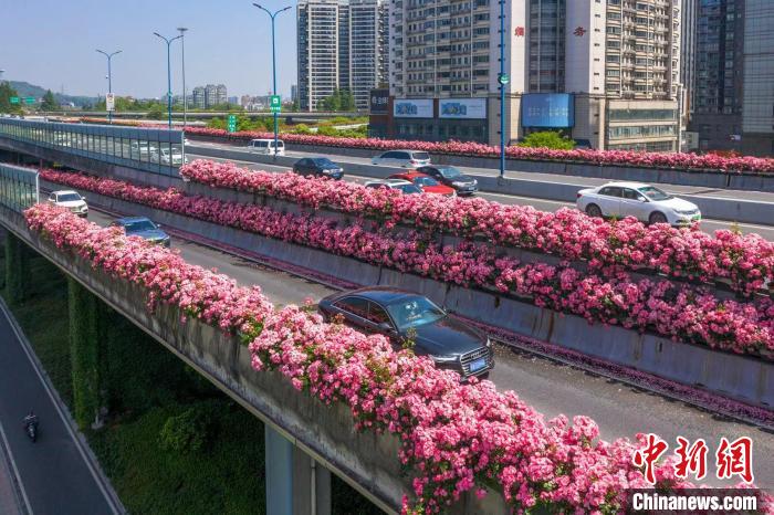 浙江杭州开启“走花路上班”模式 215万株月季装点城市高架