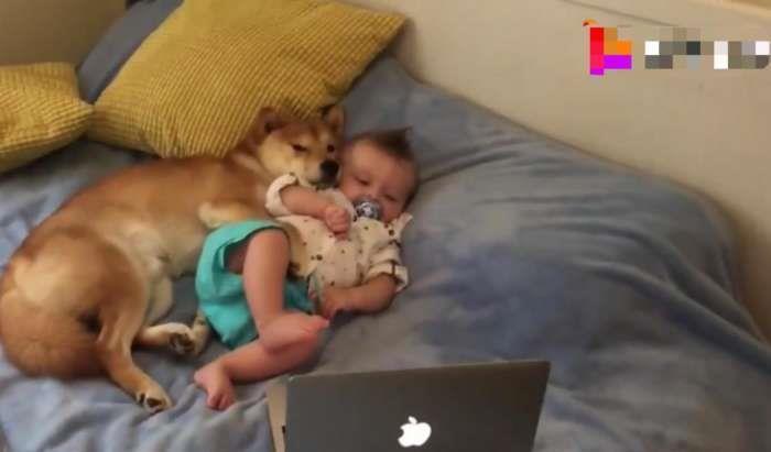  柴犬|笑出眼泪！柴犬才是宝宝的亲生父亲吧！柴柴：铲屎的，我们谈谈！