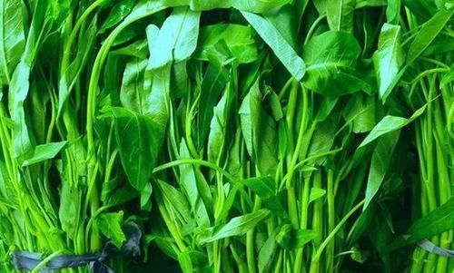  有钱|空心菜有4个品种，只有它是所有通菜中的“爱马仕”，有钱也难买