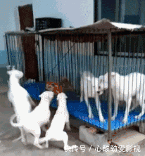 难受|“妹子的护甲快掉了,我看着都难受...”哈哈哈又犯强迫症了!