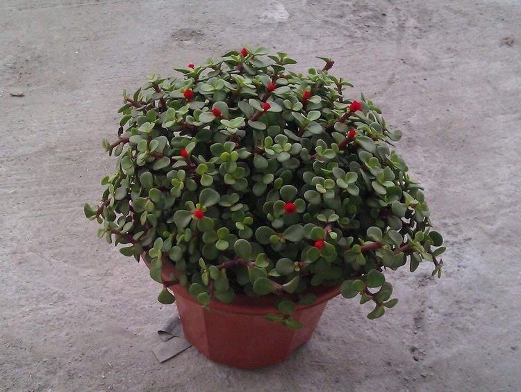 别忘了|秋冬季如何养金枝玉叶?有“3招”别忘了,长枝长叶变老桩