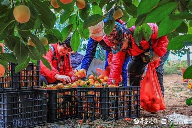 金镜|济阳垛庄金镜蜜柿，香飘“柿子之乡”