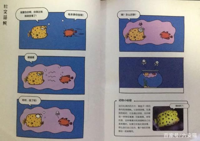 本事来吃|拥有美貌的麝雉,为什么屡屡遭到拒绝,只因为它自带体“香”