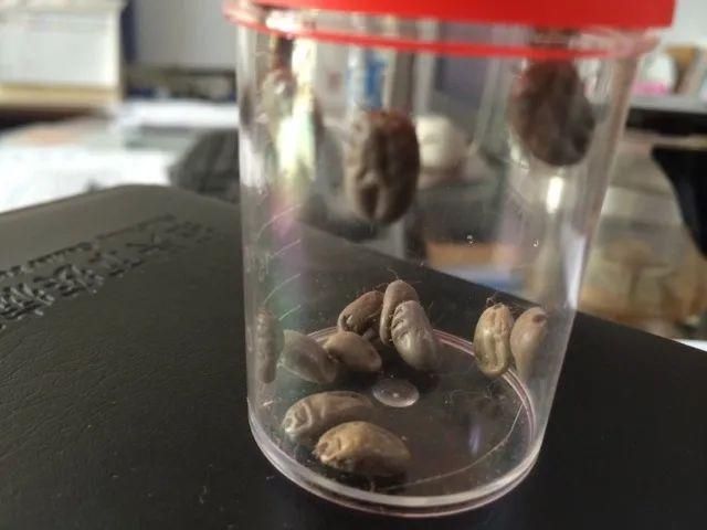  市疾控中心|高发期！野外活动千万要小心这种虫子！