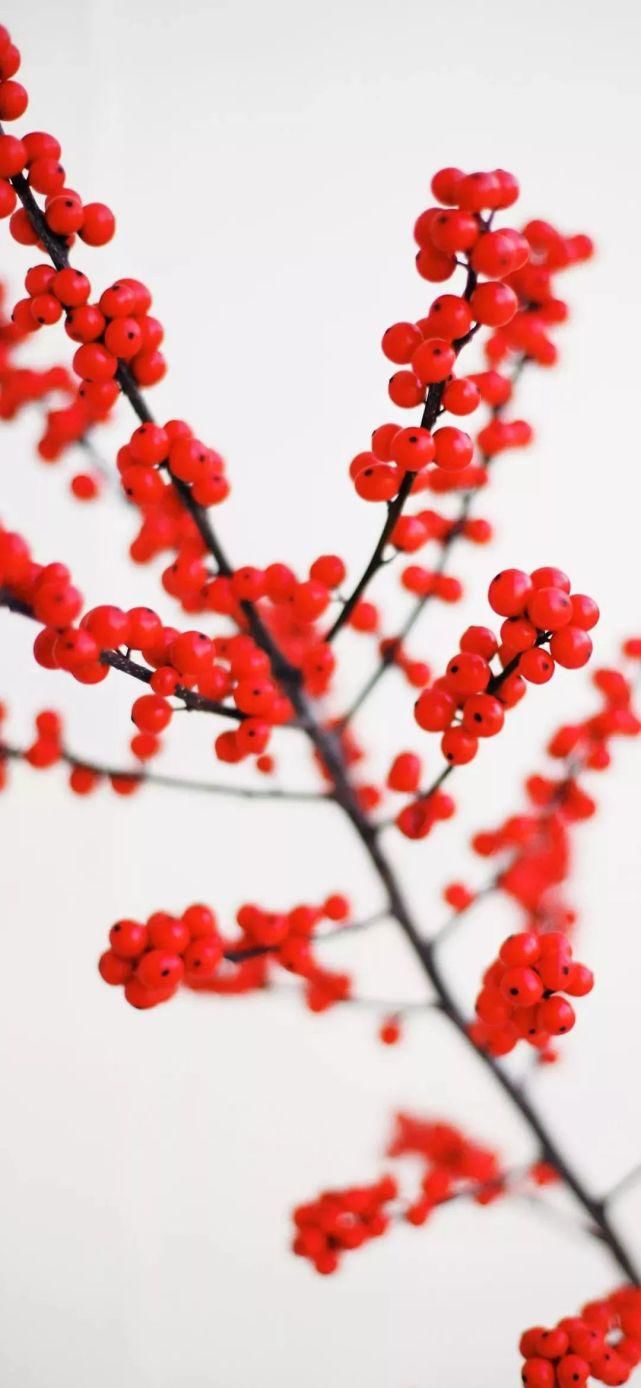  壁纸|壁纸 | 超清唯美全面屏壁纸图片