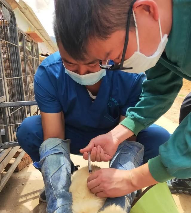 出场|记者深入调查:楚雄市被抓的流浪犬哪去了?