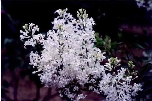 白羊座|貌美如花,这几位星座女孩,到哪都是焦点