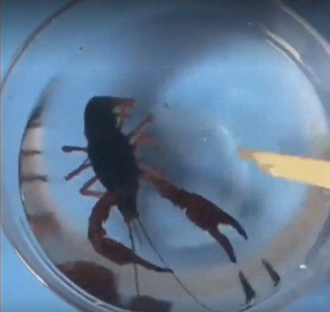 测试|女子作死将龙虾放零下三百度液氮中,测试后龙虾竟这种反应!