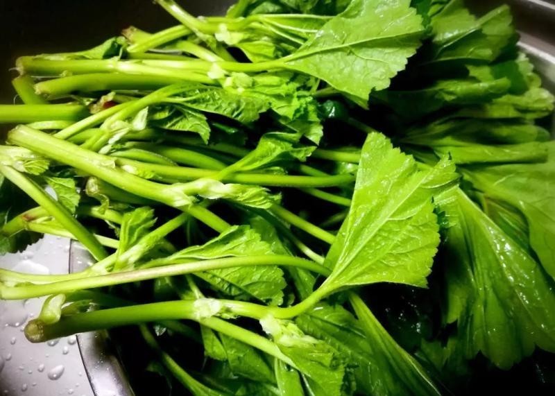 葵菜|古代“蔬菜之王”你吃过吗?当它称霸餐桌时,大白菜还在跑龙套
