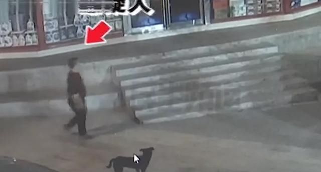  的忙|送孕妇、抓小偷、做向导，2020年的狗子们不是一般的忙