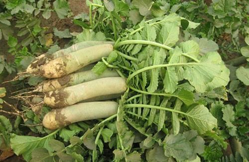 炒着吃|秋天到，农村大娘晒四种干菜，比新鲜的还好吃，给肉都不换