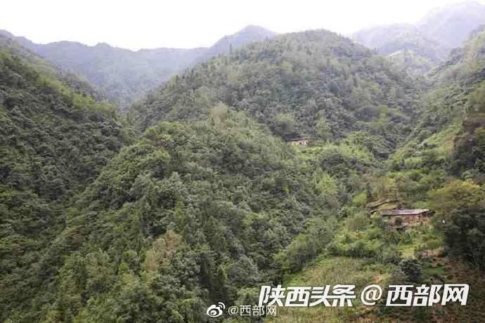 八月|紫阳秦巴山里的野生八月瓜熟了 香甜滑嫩美味可口难得吃到