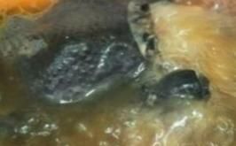  推荐|煲汤食材怎么搭配？夏日炎炎，推荐4款不同体质饮用的养生汤