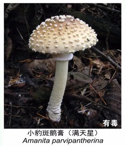  野生|吃货小心！野生菌可不要乱吃哦！