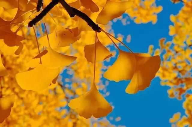  秋景|这一组迷人秋景，美爆了朋友圈！