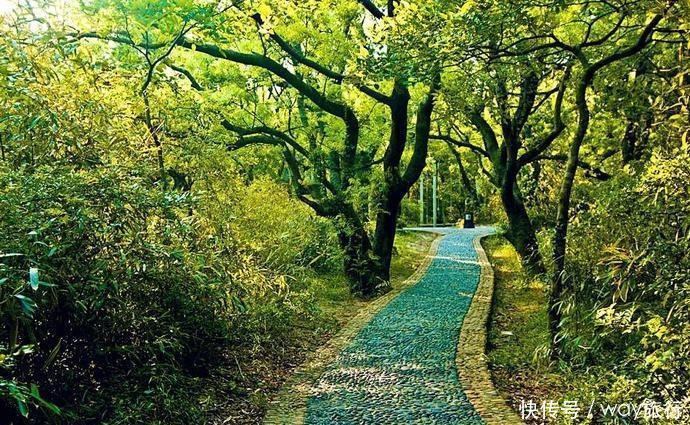  森林|高温席卷的初夏，不如去这些堪比童话仙境的小众森林里乘个凉！