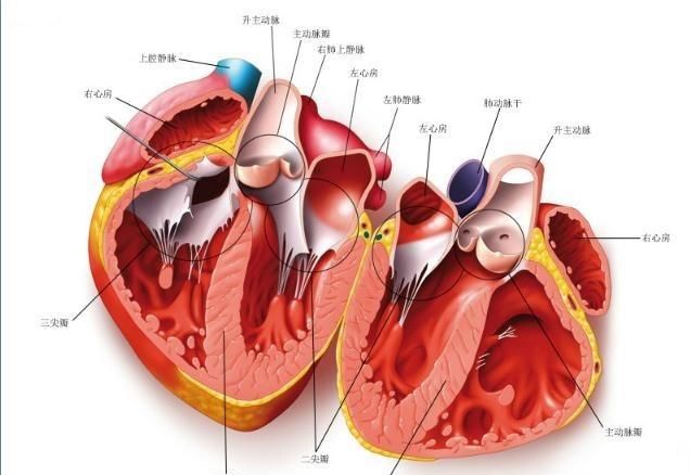  心脏|大脑重要还是心脏重要？很多人已经猜到了答案！