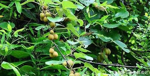 小孩子|深山的一种野果,被誉为“水果之王”,价值很珍贵,一起了解下