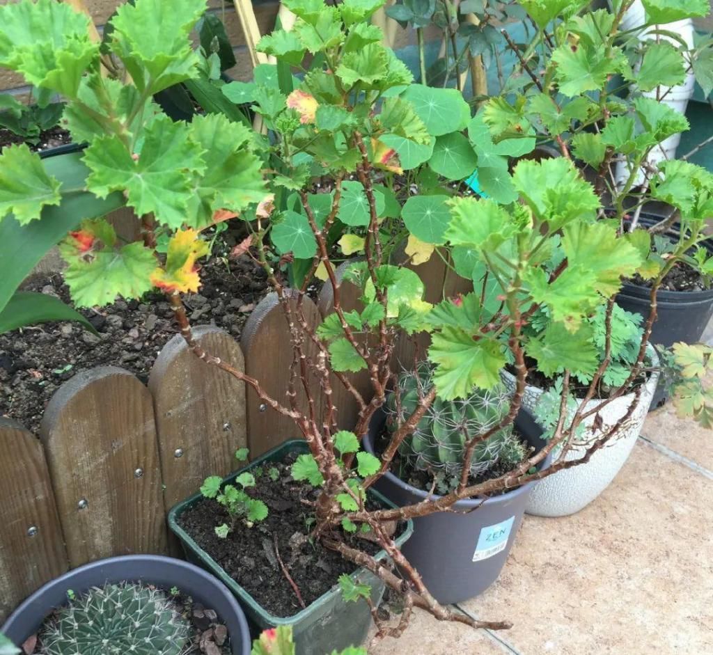 养成|最大的长寿老桩，7年时间，养成盆景！