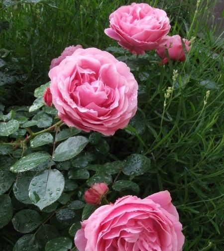  生肖马的人|8月，旧爱转身示好，感情开花结果，找回曾遗失美好爱情的四生肖